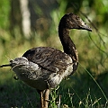 One of five young Pied Geese (found one roadkill in Greenslopes St. on the next day)<br />Canon EOS 7D + EF400 F5.6